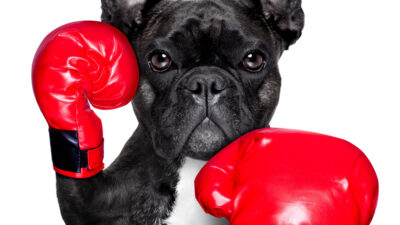 boxing dog