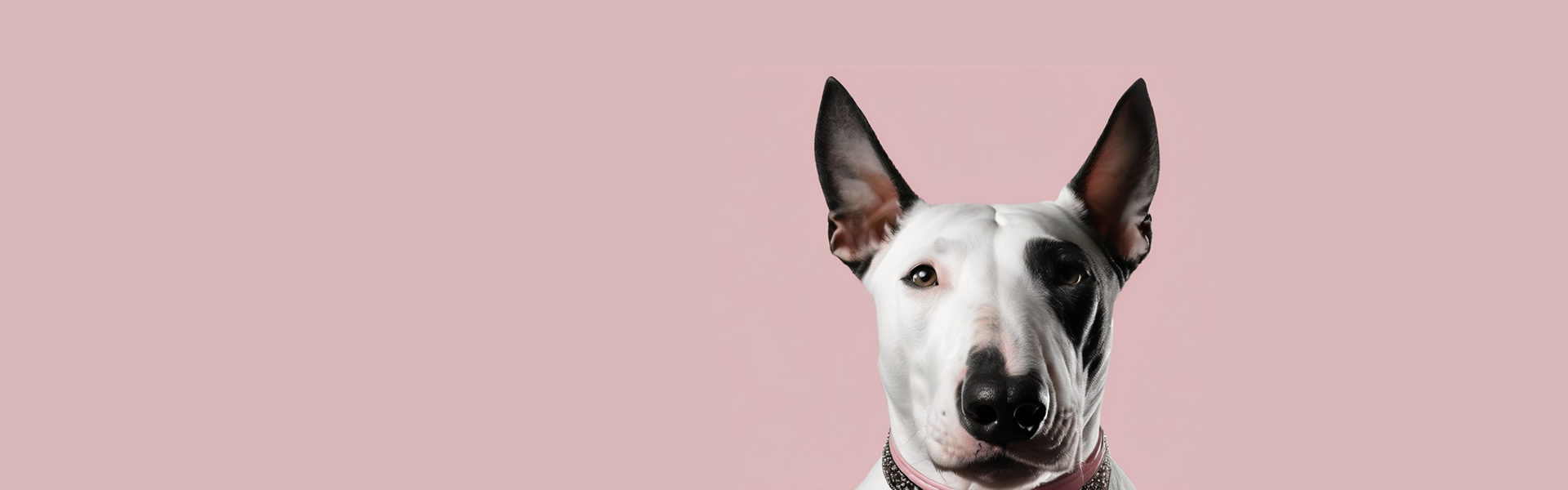 image for the website design page of pink dog digital's website